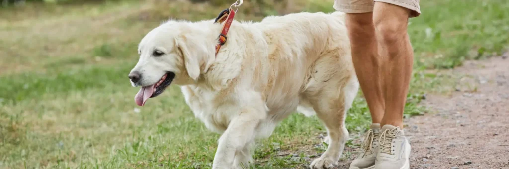 Seguro obligatorio para perros