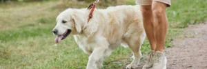Seguro obligatorio para perros